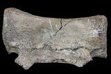 Thescelosaurus? Caudal Vertebrae - Hell Creek Formation #66480-2